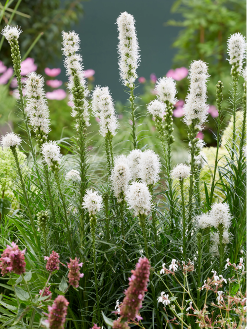 Ліатрис Spicata Alba (5 шт. в упаковці)