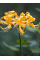 Лікоріс Aurea
