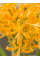 Лікоріс Aurea