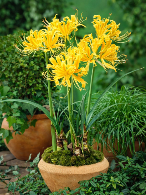 Лікоріс Aurea