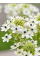 Орнітогалум Arabicum