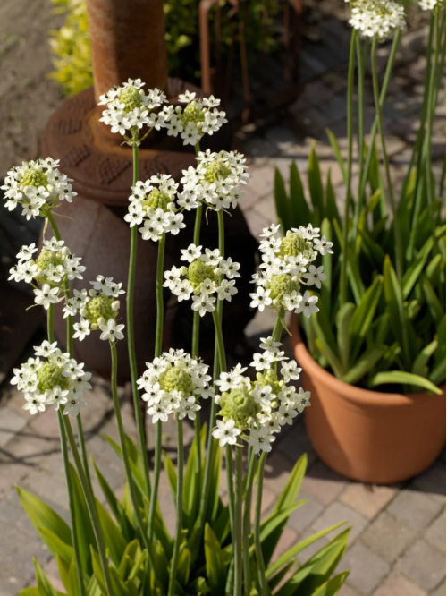 Орнітогалум Arabicum