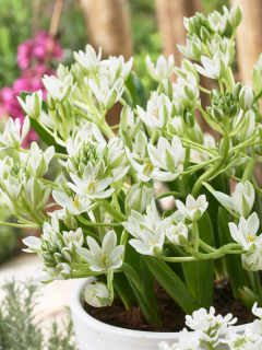 Орнітогалум Oligophyllum (5 шт. в упаковці)