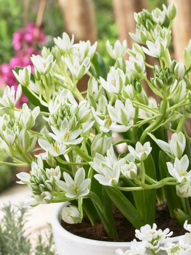 Орнітогалум Oligophyllum (5 шт. в упаковці)