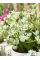 Орнітогалум Oligophyllum (5 шт. в упаковці)