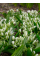 Орнітогалум Oligophyllum (5 шт. в упаковці)