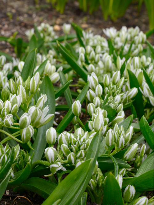 Орнітогалум Oligophyllum (5 шт. в упаковці)
