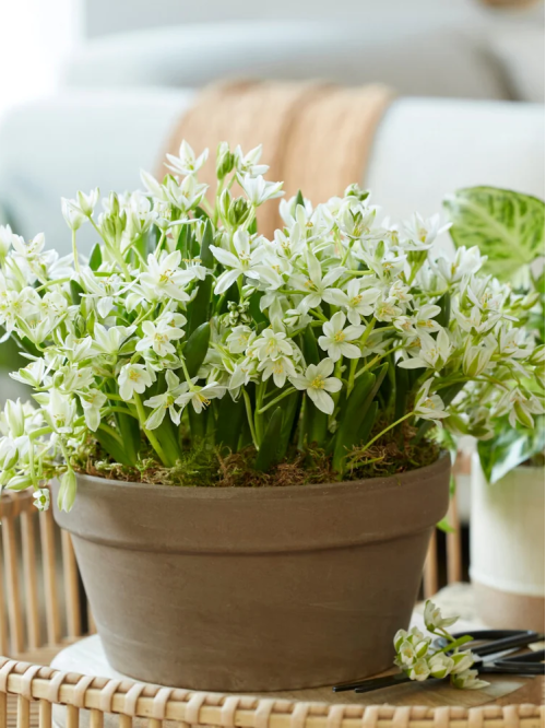 Орнітогалум Oligophyllum (5 шт. в упаковці)