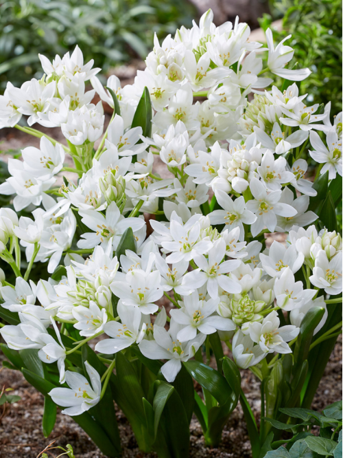 Орнітогалум White Trophy (5 шт. в упаковці)