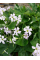 Оксаліс Triangularis ssp. Papilionacea (3 шт. в упаковці)