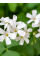 Оксаліс Triangularis ssp. Papilionacea (3 шт. в упаковці)
