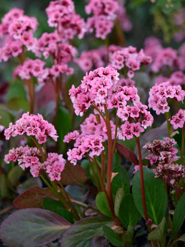 Бергенія Cordifolia