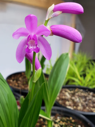 Блетилла Striata