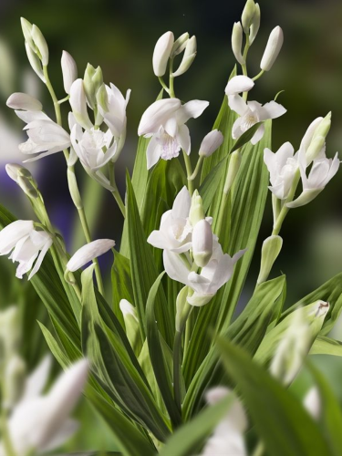 Блетілла Striata Alba