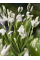 Блетілла Striata Alba