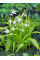 Блетілла Striata Alba