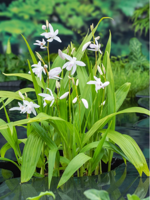Блетілла Striata Alba