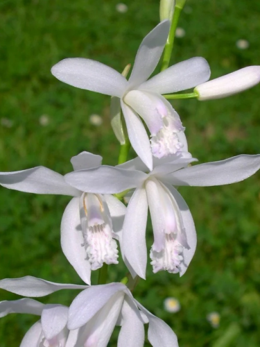 Блетілла Striata Variegata