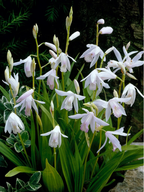 Блетілла Striata Variegata