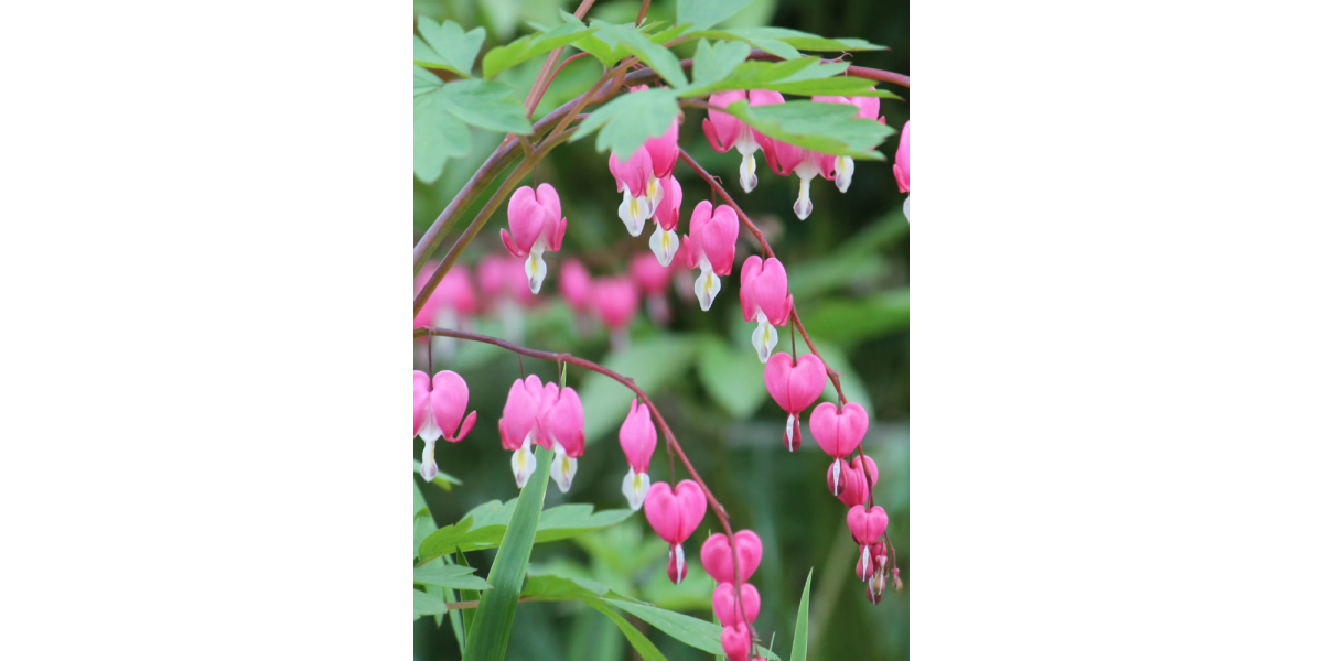 Дицентра Spectabilis