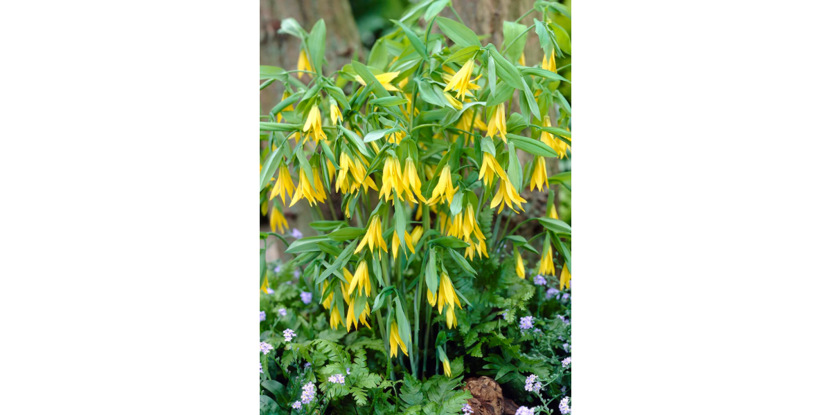Дигіталіс (наперстянка) Grandiflora