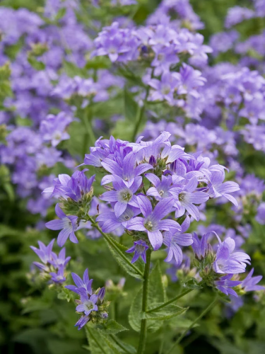 Кампанула Prichards Variety