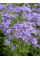 Кампанула Prichards Variety