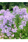 Кампанула Prichards Variety