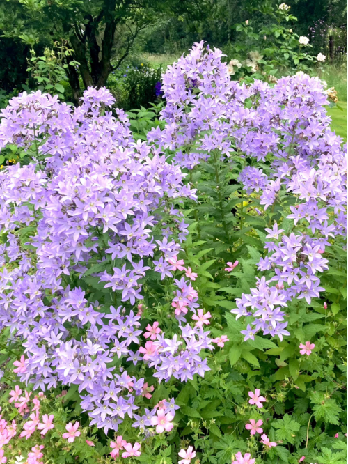 Кампанула Prichards Variety