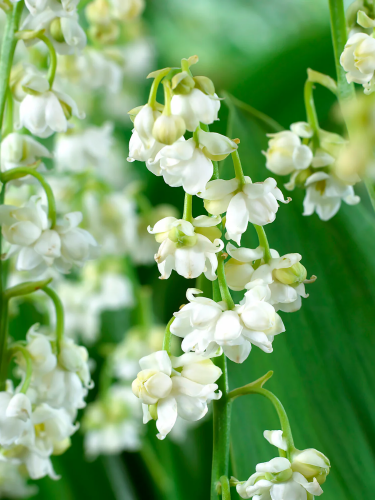 Конвалія Flore Pleno