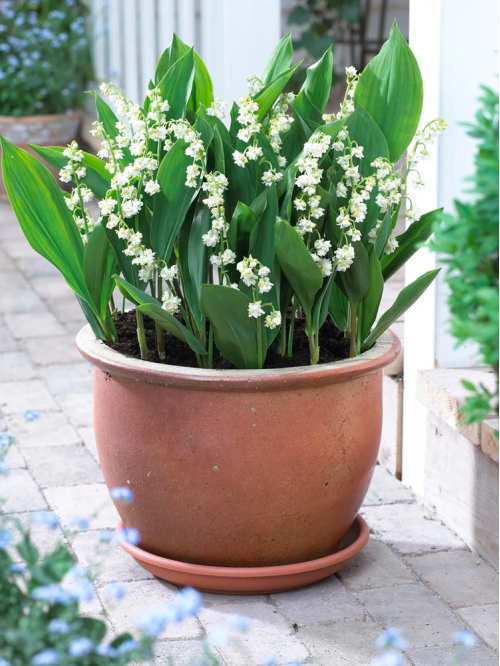 Конвалія Flore Pleno