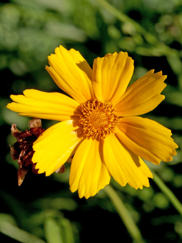 Кореопсис Grandiflora