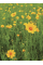 Кореопсис Grandiflora