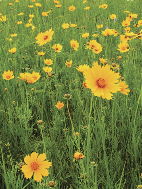 Кореопсис Grandiflora
