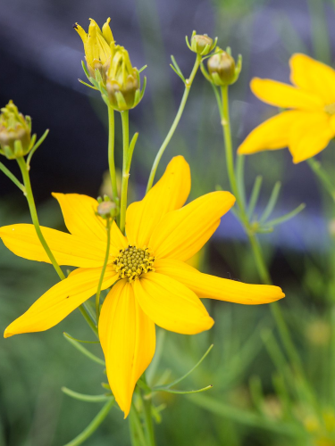 Кореопсис verticillata