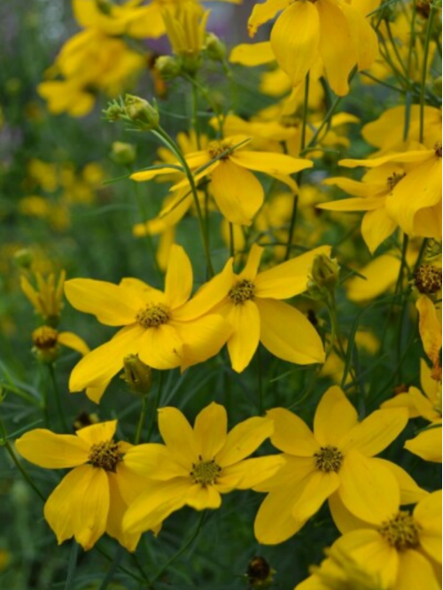 Кореопсис "verticillata" (кореневище) 1 шт в упаковці