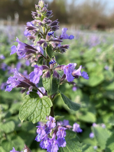 Котяча м'ята Blue Wonder