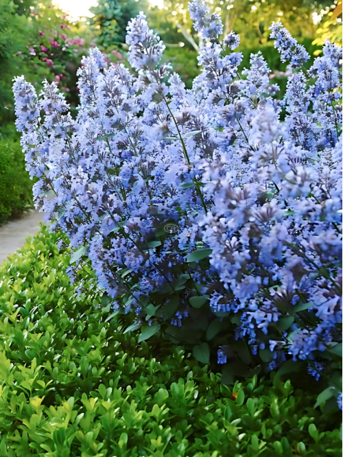 Котяча м'ята (непета) Blue Wonder