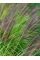 Пеннісетум Viridescens