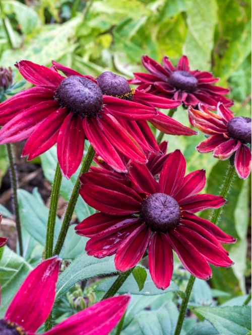 Рудбекія Cherry Brandy
