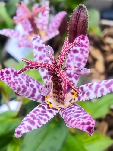 Трициртіс Formosana (stolonifera)
