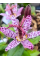 Трициртіс Formosana (stolonifera)