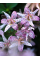 Трициртіс Formosana (stolonifera)