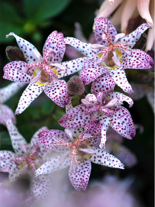 Трициртіс Formosana (stolonifera)