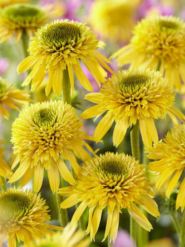 Ехінацея Eccentric Yellow
