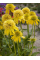 Ехінацея Eccentric Yellow