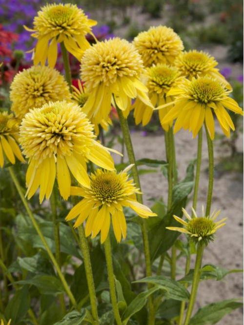 Ехінацея Eccentric Yellow