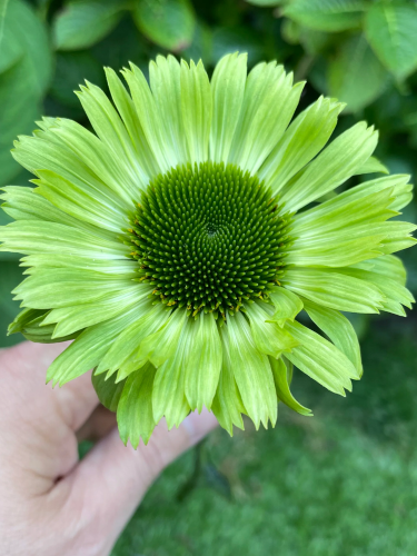 Ехінацея Green Jewel