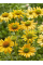 Ехінацея Mellow Yellows