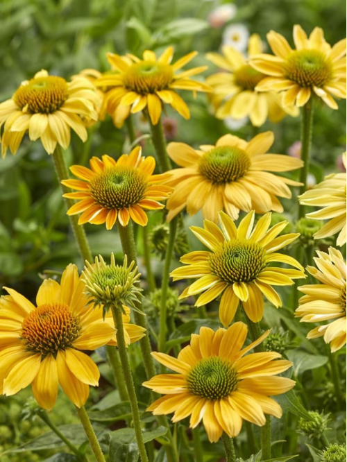 Ехінацея Mellow Yellows